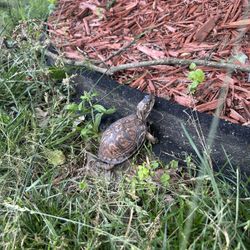 Turtle For Sale An Female