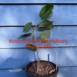 Illinois Everbearing mulberry tree