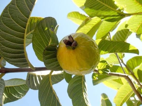 Planta DE Guayabas. Guava Plant.