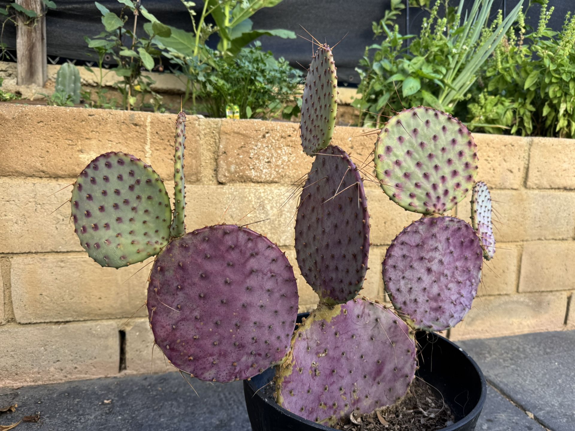 Purple Prickly Pear Plant With Pot