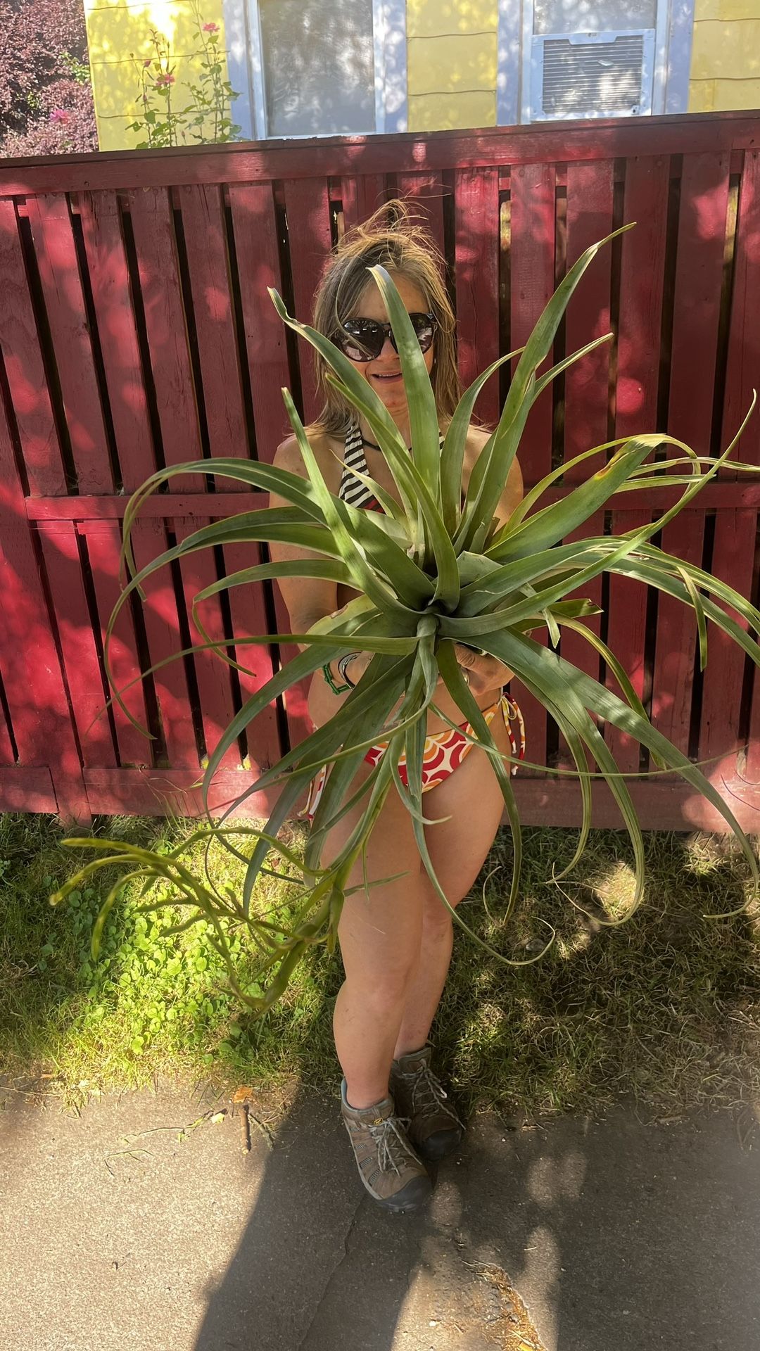 XL Air Plant