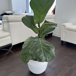 Fiddle Leaf Fig House Plant 