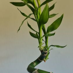 Bamboo Plant 