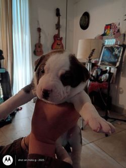 7 puppies