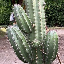 CACTUS 🌵 Ready For Transplant Established Roots  In 5gal Pot 