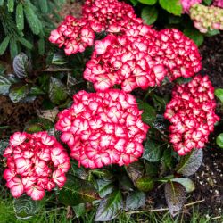 Kimono Hydrangea Start