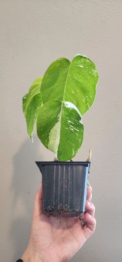 Albo monstera