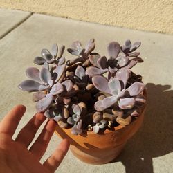 Succulents 