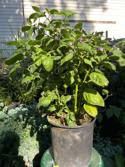 Dos galones chiles manzanos