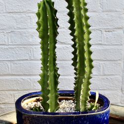A stunning cobalt blue ceramic pot with euphorbia