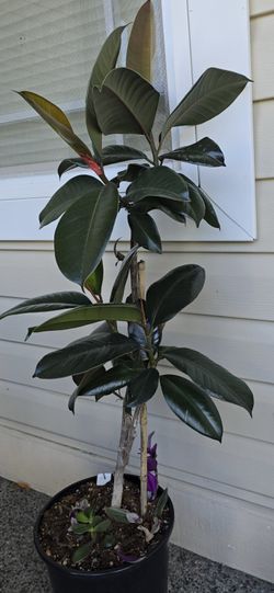 Rubber Plant