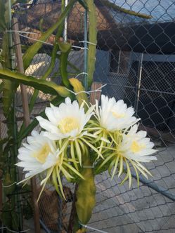 Yellow dragon fruit - Isis variety