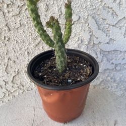 4 Inch Pot Cactus Plant- Opuntia Subulata - Eve’s Needle Cactus - Live Cacti - Rooted & Established - Drought Resistant -  Beautiful Flowers 🌺 🌵 