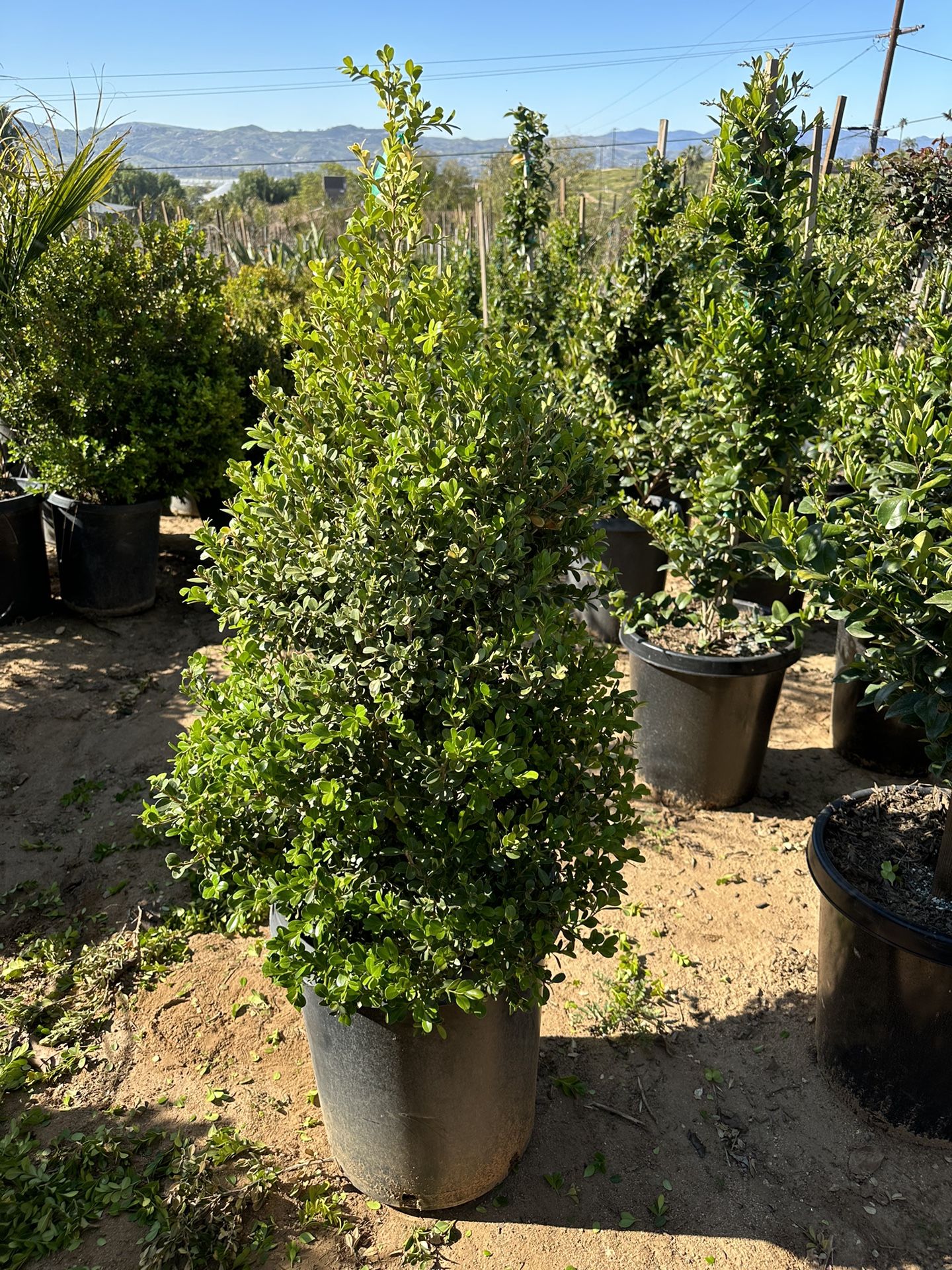 Japanese Boxwood Cone -shaped Topiary Bonsai
