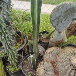 Mexican Fence Post Cactus Plant
