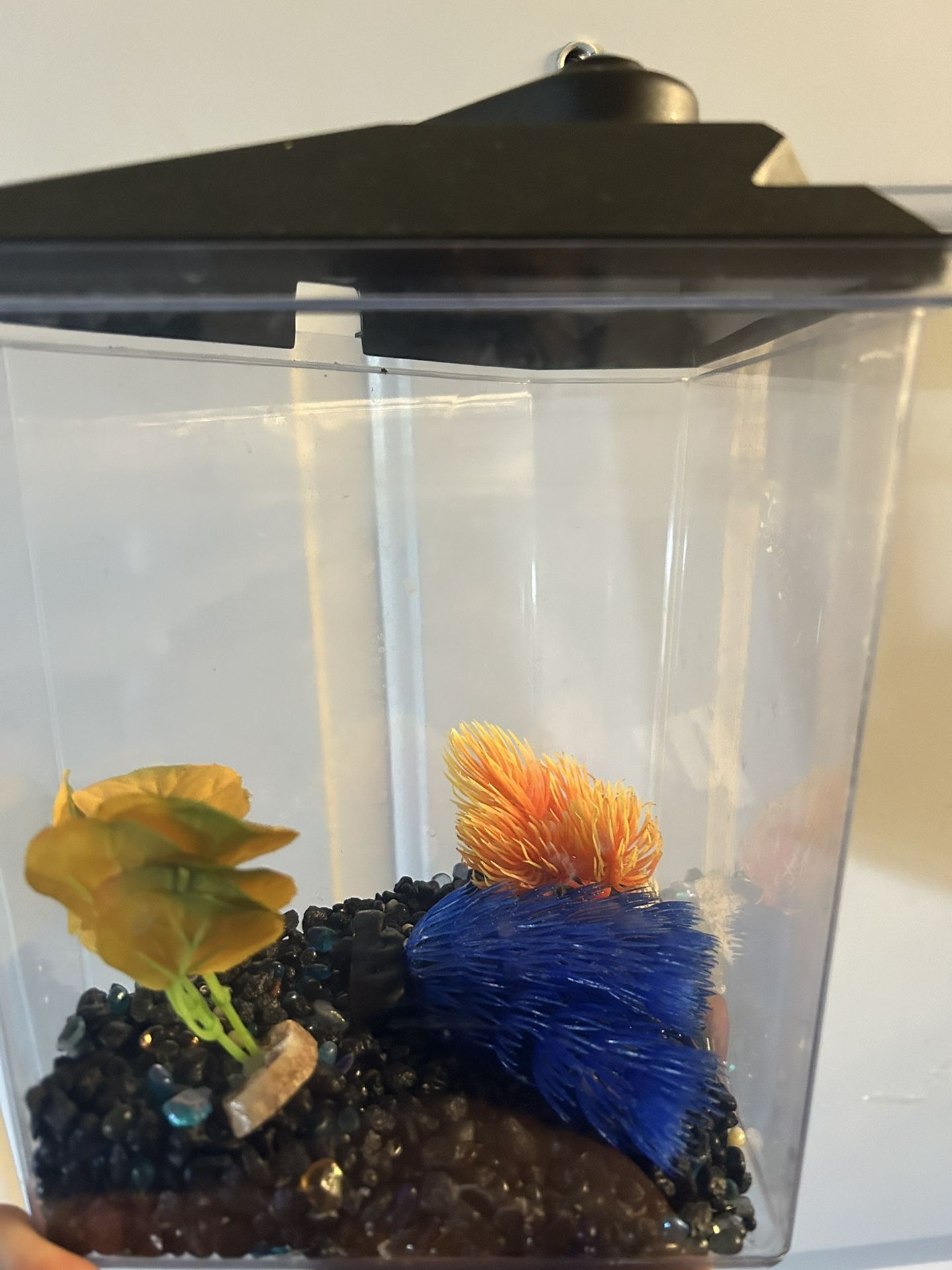 Fish Tank