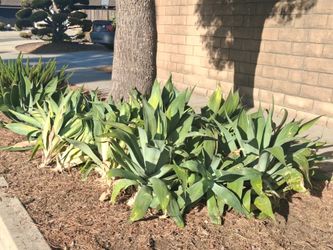 Agave plants, $5 ,cut and ready to take