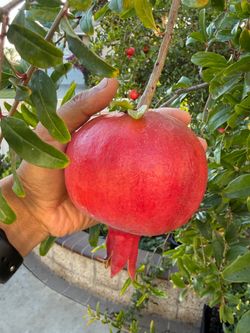 BIG WONDERFUL POMEGRANATE TREE IN 15 gallon