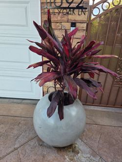 Concrete balls pots For Sale