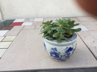 Succulents