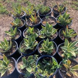 Agave Plants