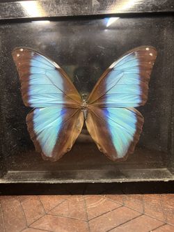 Morph Butterfly