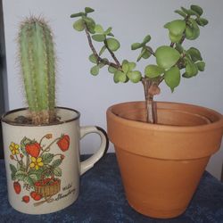 Jade And Cactus Plant