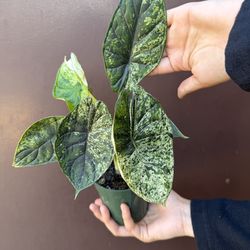 4” Alocasia dragon scale mint