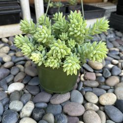 Burrito Tail Succulent Plant