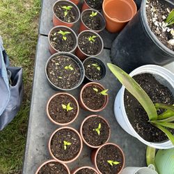 Chile Plants