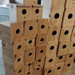 Nest Boxes 