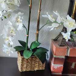 Gorgeous Orchid 