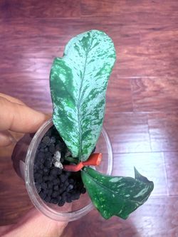 Hoya Lobbii Silver