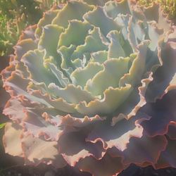 Echeverias 