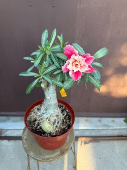 8” xl bonsai desert rose