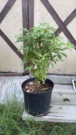 Planta de epazote  $15
