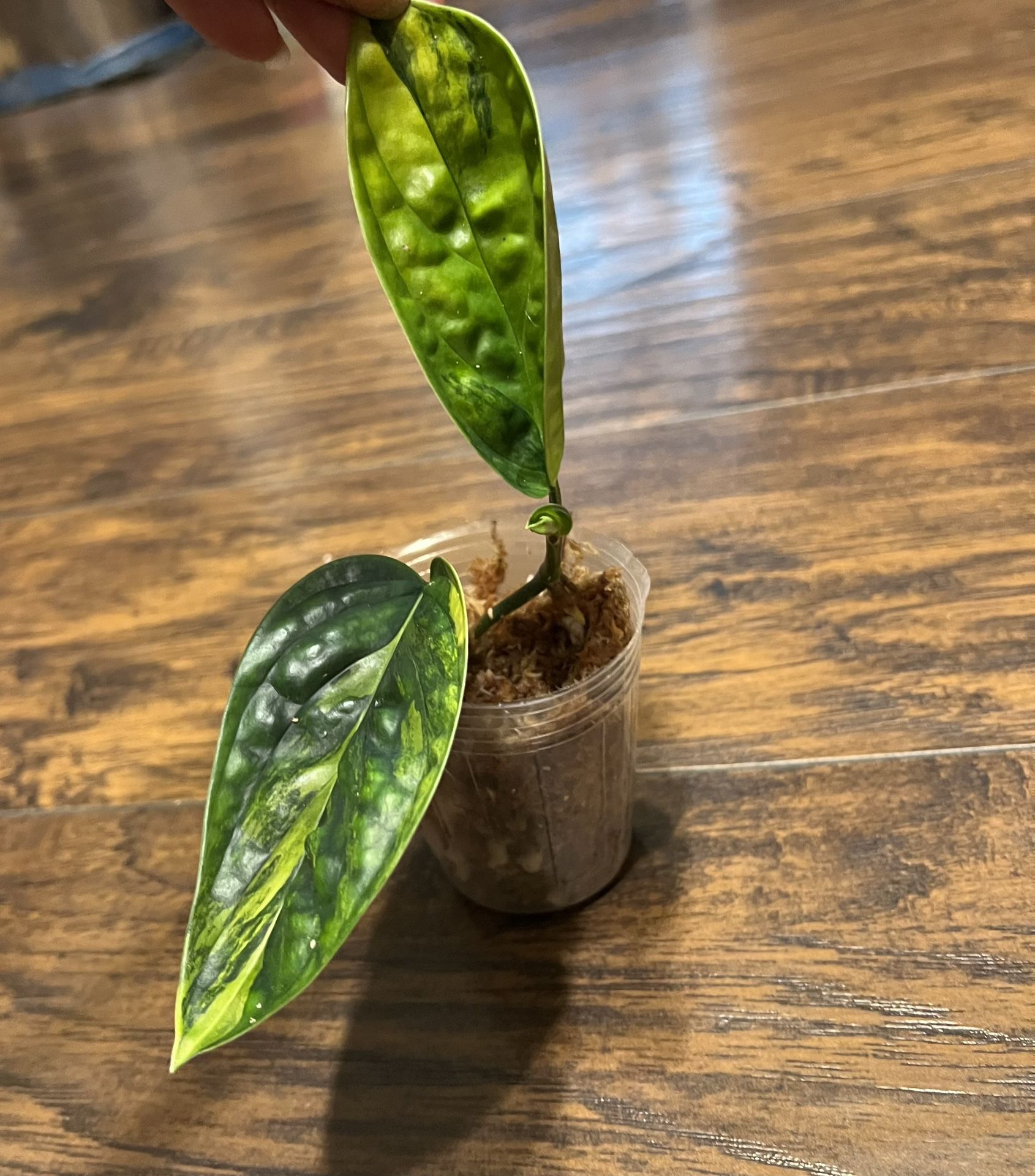 Variegated Monstera Peru Plant 3 Leaves