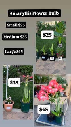 Amaryllis Flower Bulb Plants