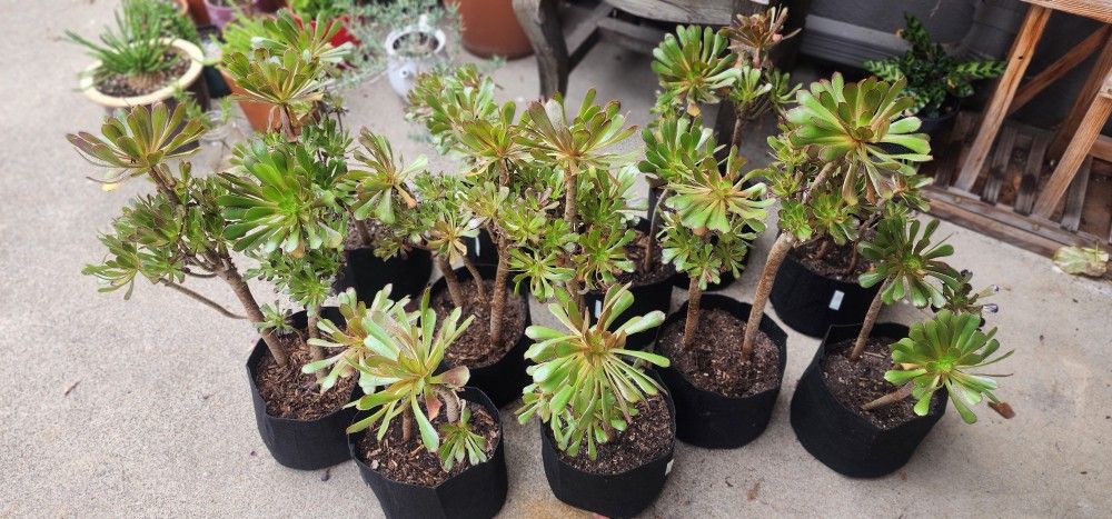 Aeonium Plants(House Leeks)