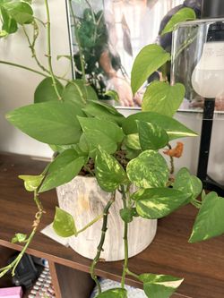 Pothos plant