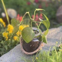 Rope Hanging Planter Succulent Plant Arrangement 