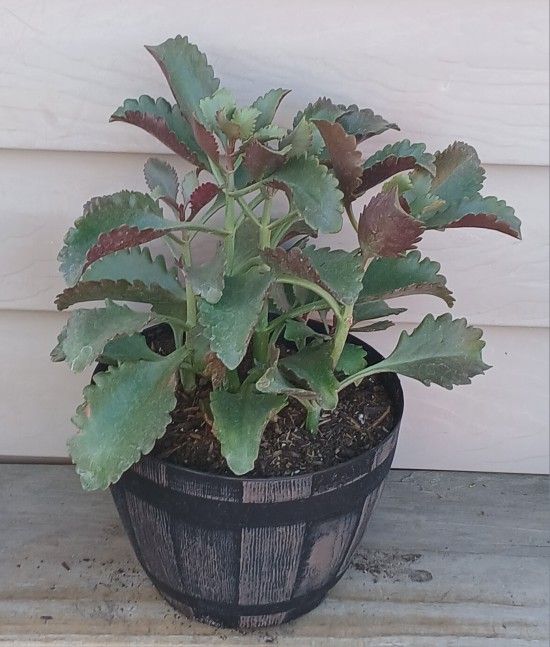 Kalanchoe Longiflora Succulent Plant 🪴 (A)