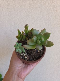 Plant