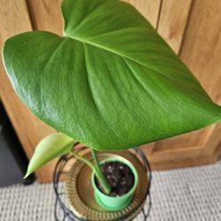 Monstera Deliciosa (Green Pot-A)