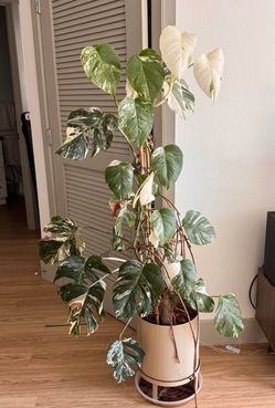 Mature Monstera Albo
