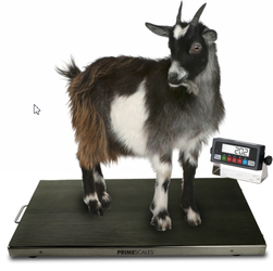PS-AS700 44″ x 22″ x 2″ 700lbs x 0.1lb Veterinary / Animal / Farm  / Small Livestock Scales Ideal for Goats, Sheep, Hogs and Pigs.