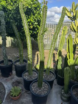 Large Madagascar Ocotillo Plants 