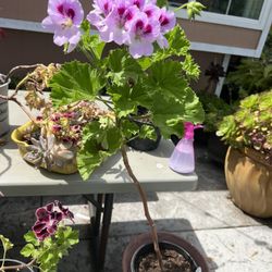 Geranium 