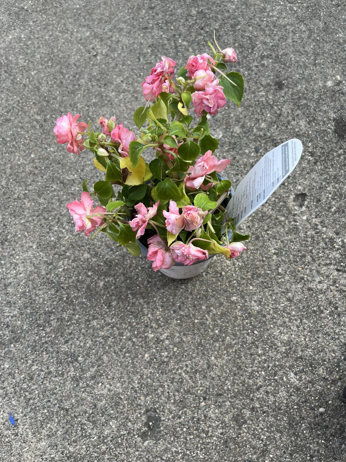 Rockapulco® Tropical Shades Flower Pot Or Green Leaf Rose 🌺 