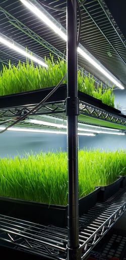 Microgreen Starter Kit